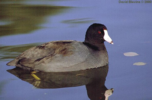 American Coot