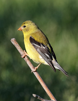 American Goldfinch - Female