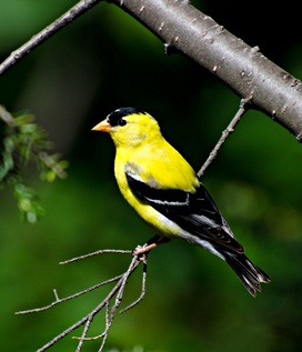 American Goldfinch