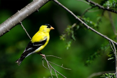 American Goldfinch - Breeding Male