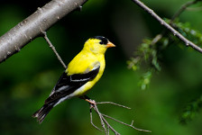 American Goldfinch