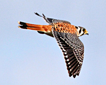 American Kestrel in Flight