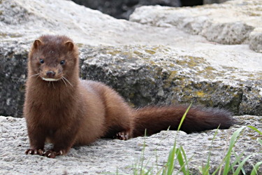 American Mink - Photos, video, range, and further information