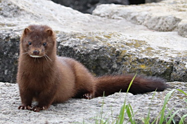 American Mink