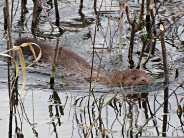 American Mink Swimming