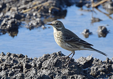 American Pipit