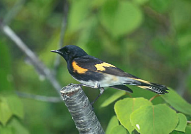 American Redstart