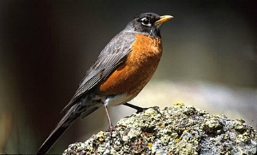 American Robin