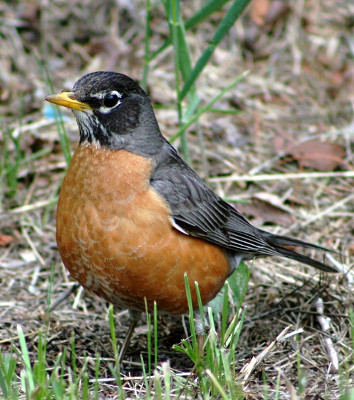 American Robin