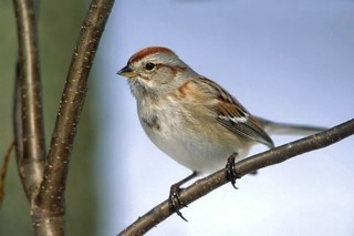 American Tree Sparrow