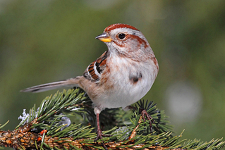 American Tree Sparrow