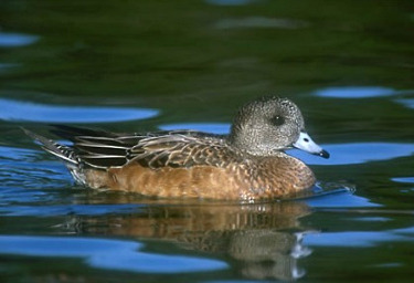 Female American Wigeon