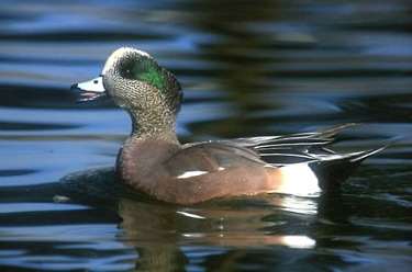 American Wigeon