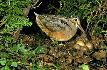 American Woodcock