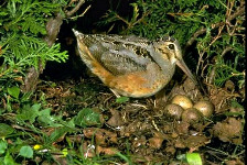 American Woodcock