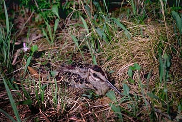 American Woodcock Camouflaged