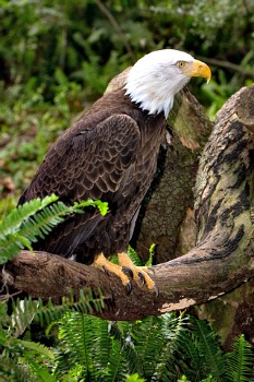 Bald Eagle