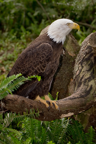 Bald Eagle