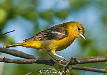 Female Baltimore Oriole 