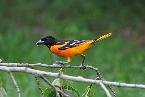 Male Baltimore Oriole