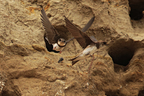 Bank Swallows at Burrows