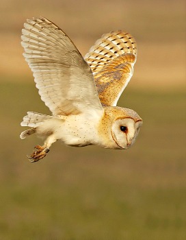 Barn Owl