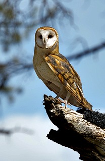 Barn Owl