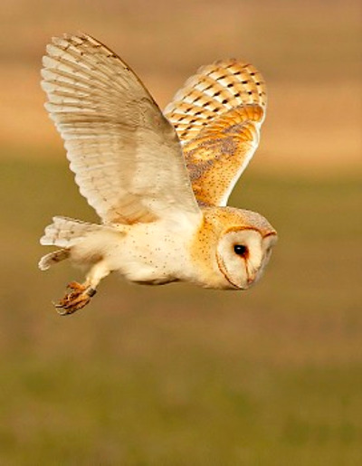 Barn Owl