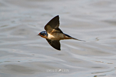 Barn Swallow in Flight