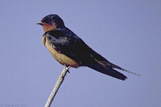 Barn Swallow