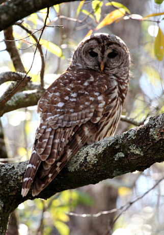 Barred Owl