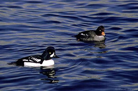 Barrow's Goldeneye Pair