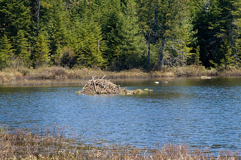 American Beaver Lodge and Habitat