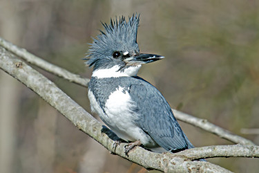 Belted Kingfisher - Photos, facts, and identification tips