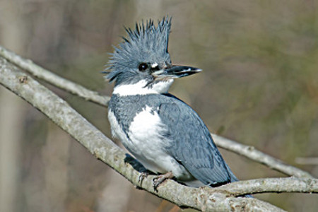 Belted Kingfisher (Male)