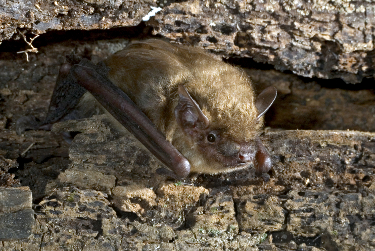 Big Brown Bat