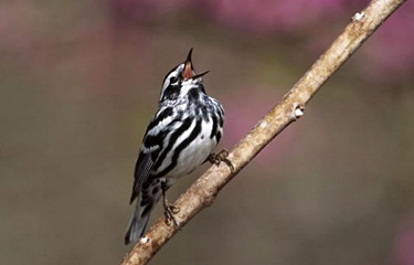 Black-and-white Warbler