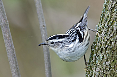 Female Black-and-white Warbler 