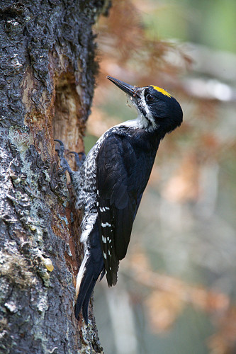 Male Black-backed Woodpecker