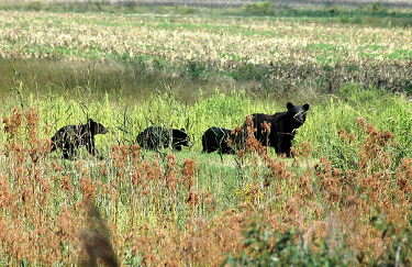 Female Black Bear with Cubs