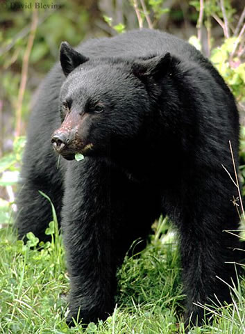 American Black Bear