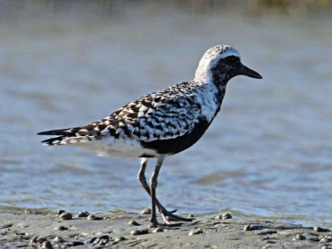 Black-bellied Plover - Breeding Male