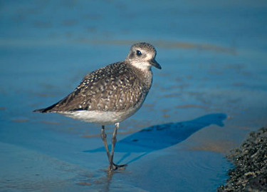 Black-bellied Plover, non-breeding