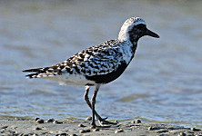 Black-bellied Plover