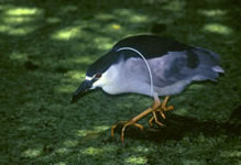 Black-crowned Night-Heron