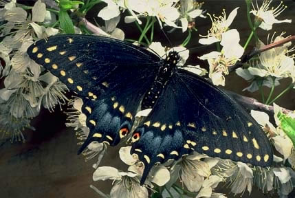 Black Swallowtail