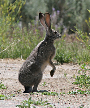 Black-tailed Jackrabbit 