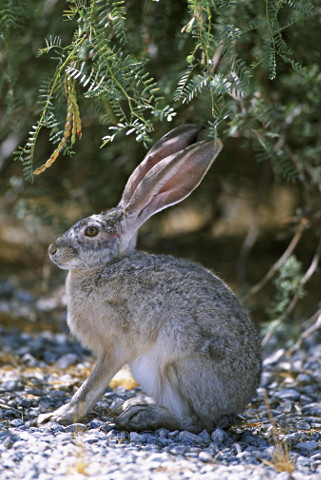 Black-tailed Jackrabbit