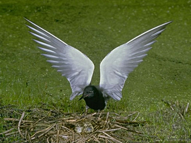 Black Tern at Nest