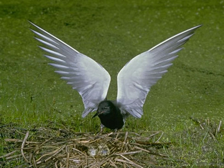 Black Tern